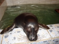 Die traurige Robbe im Aquarium in Irkutsk